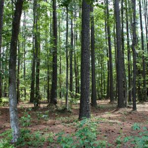 Wooded Waterbrook Woods Homesite