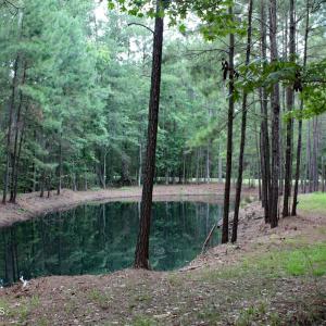 Lovely Pond Views