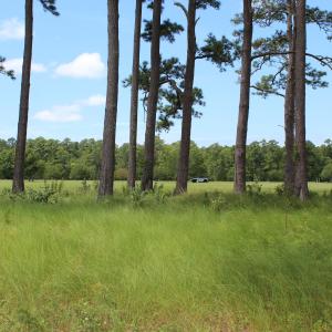 Grassy Area in back
