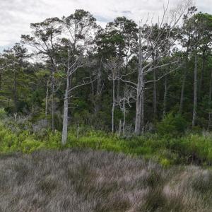 DJI_20250805092636_0325_D