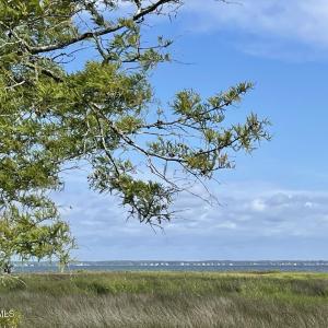 IMG_4440 Large