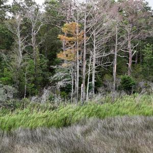 DJI_20250805092649_0328_D