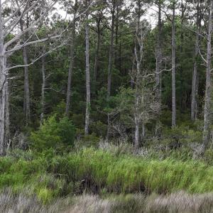 DJI_20250805092643_0326_D