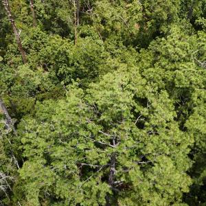 DJI_20250805132549_0360_D