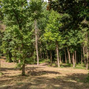 9-web-or-mls-Winding Creek Rd Lots 1 & 2