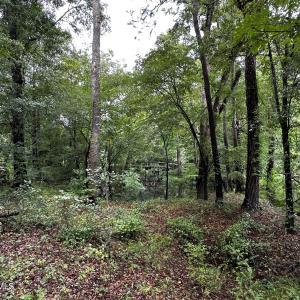 9 mallard wooded 3