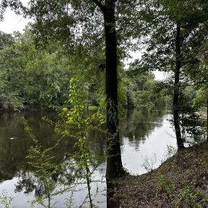 9 mallard water 4