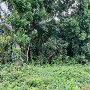 Wooded Lot