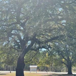 Entrance Tree