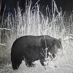 Trail Cam Bear