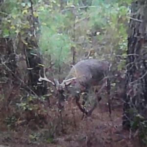 Trail Cam Deer