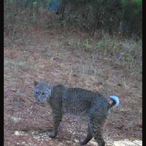Trailcam Bobcat