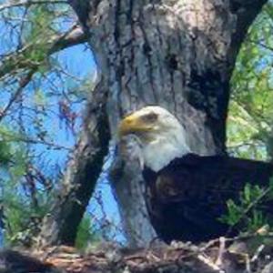 Riversound Eagle