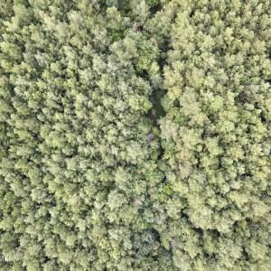 Top aerial timber view