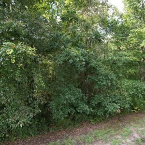 Image 14