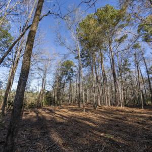 Mixed Pines and Hardwoods