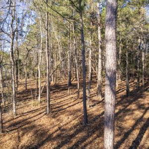 Freshly Forestry Mulched