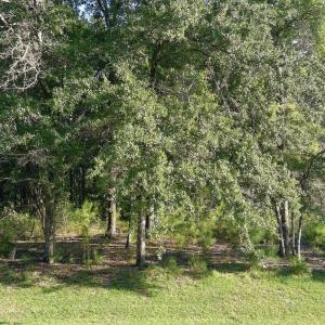 tree view ss