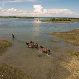 Shackleford Horses