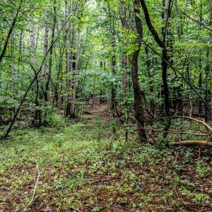 4833-Woods-5