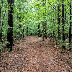 4833-Woods-1