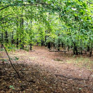 4833-Woods-2