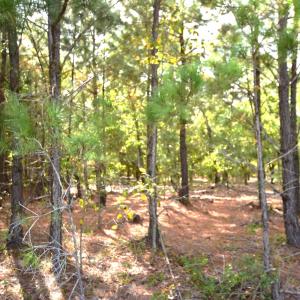 Mill Road Jackson Springs