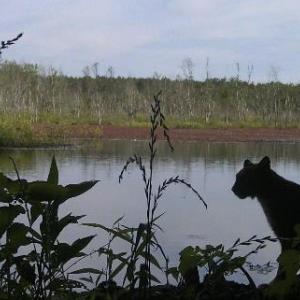 Bobcat