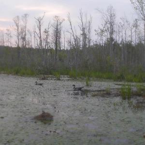 Bobcat swimming