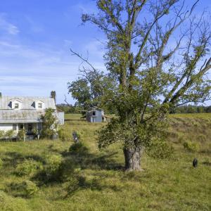 whiteoak-4