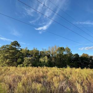 Woods NW Corner of Property