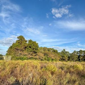 Woods NE Corner of Property