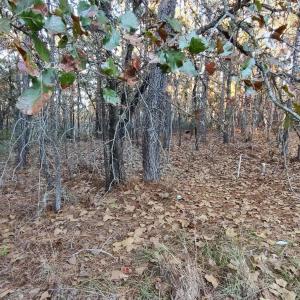 20241118184224957017000000-o