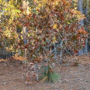 20241118184212072472000000-o