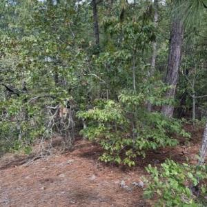 Photo #9 of 106 Parker, West End, NC 0.8 acres