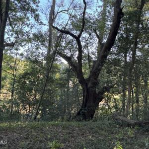 View from middle look back right