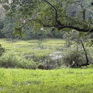 Looking West over Marsh