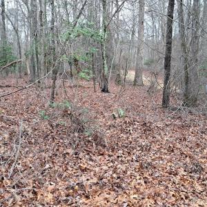 Looking down Winners Lane from Lot 16 B