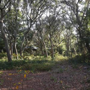 78th St. 111 ET5A6701