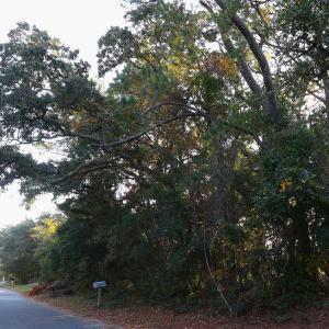 78th St 111 ET5A6708