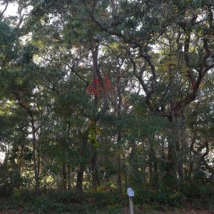 78th St. 111 ET5A6692