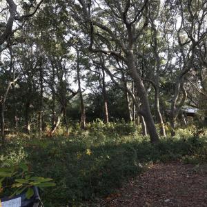 78th street 111 ET5A6704