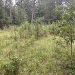 Creek bend pic 10