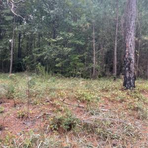 creek bend pic 17