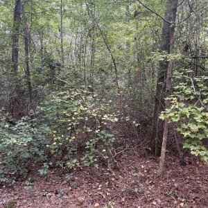 creek bend pic 23