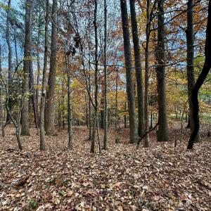 Wooded Lot