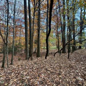 Wooded Lot