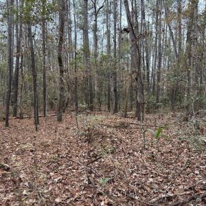 All Wooded
