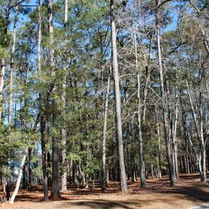 Large Combined Lot Wooded Homesite