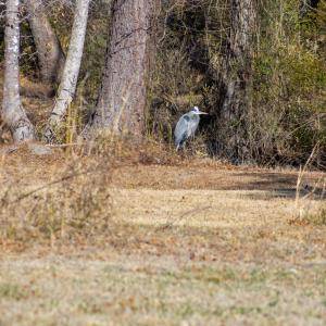 IMG_5258